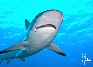 A friendly and curious Reef Shark at Ginormous - Bahamas by Steven Anderson 